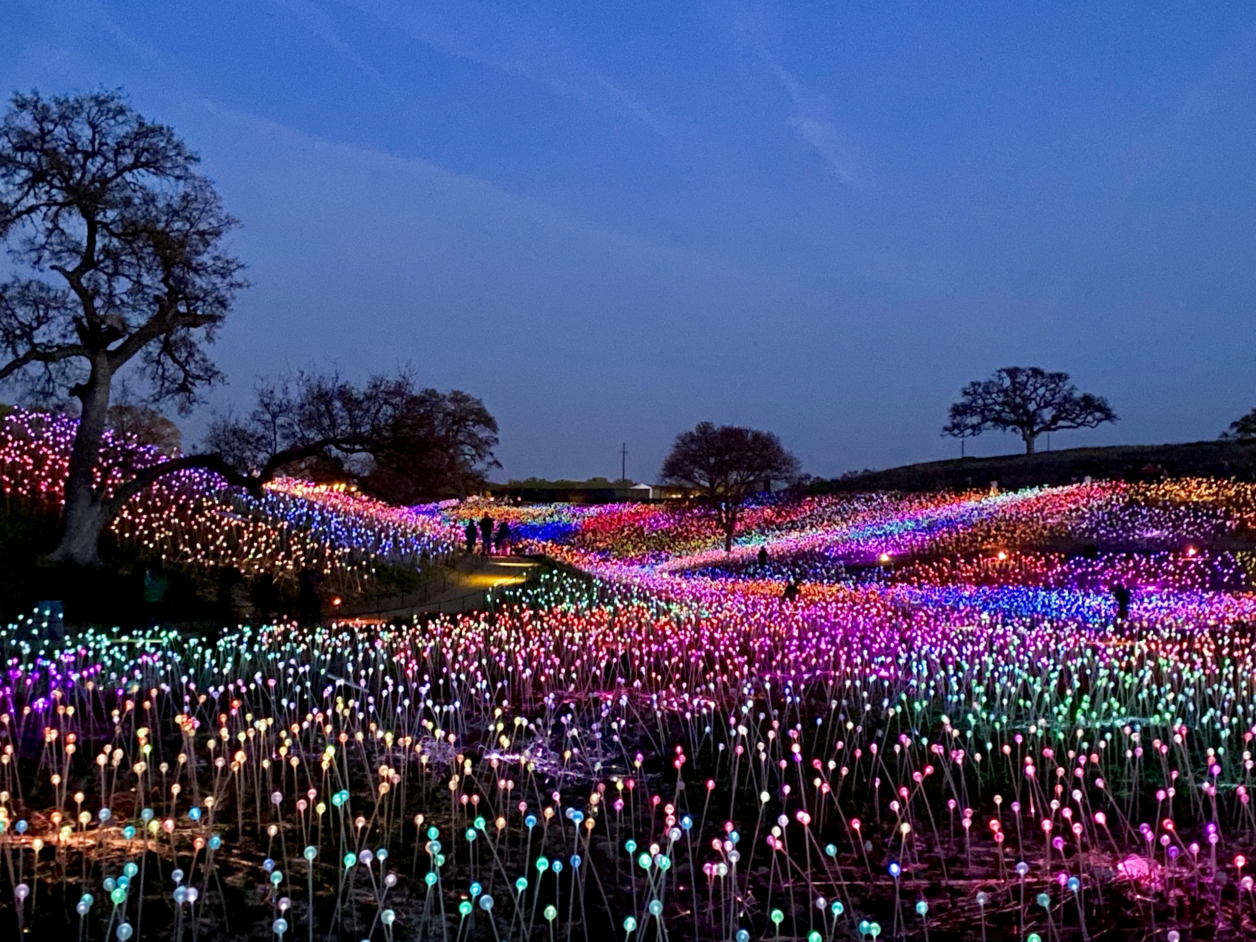 bruce munro Field of Light