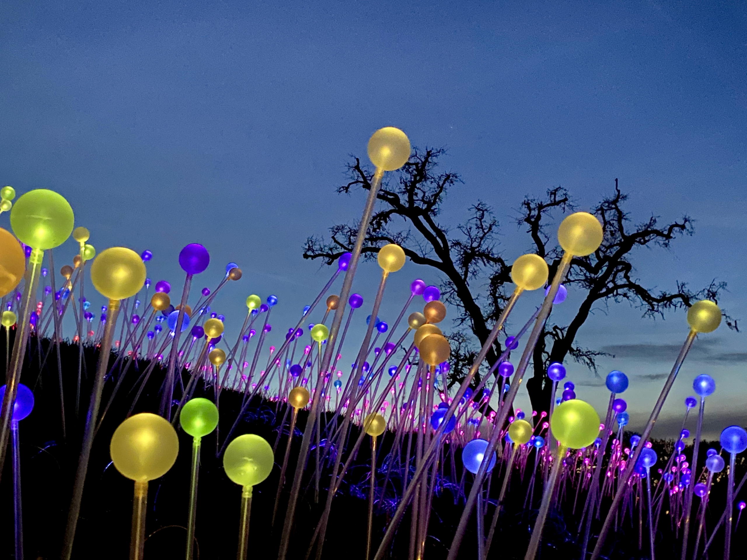 Sensorio Paso Robles close up lights Sensorio Paso Robles close up lights
