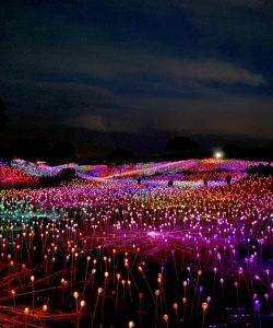 Overview of Sensorio Paso Robles at Night