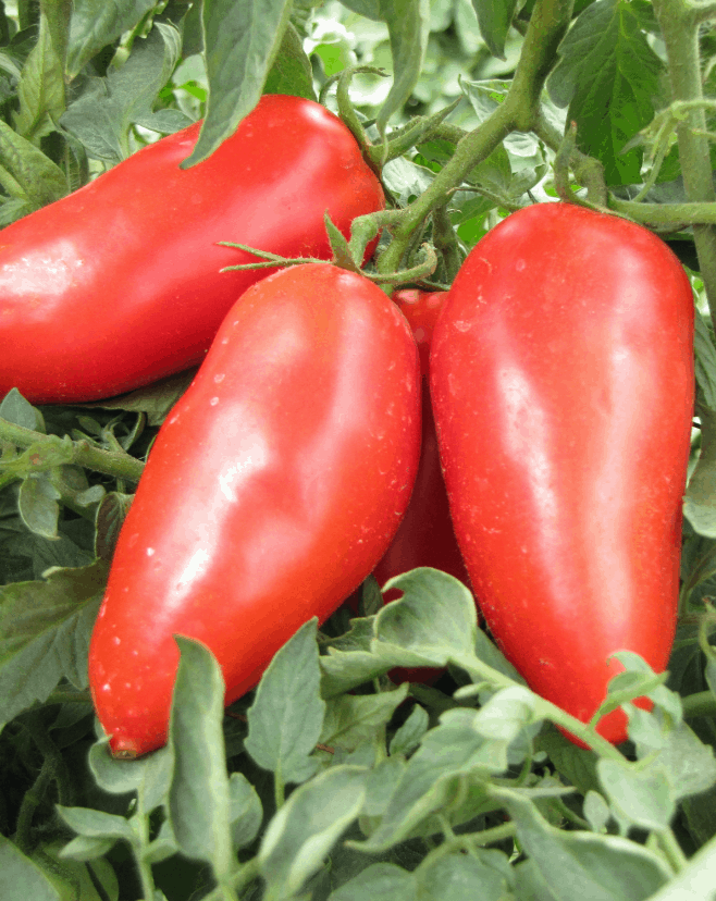 san marzano dop tomatoes