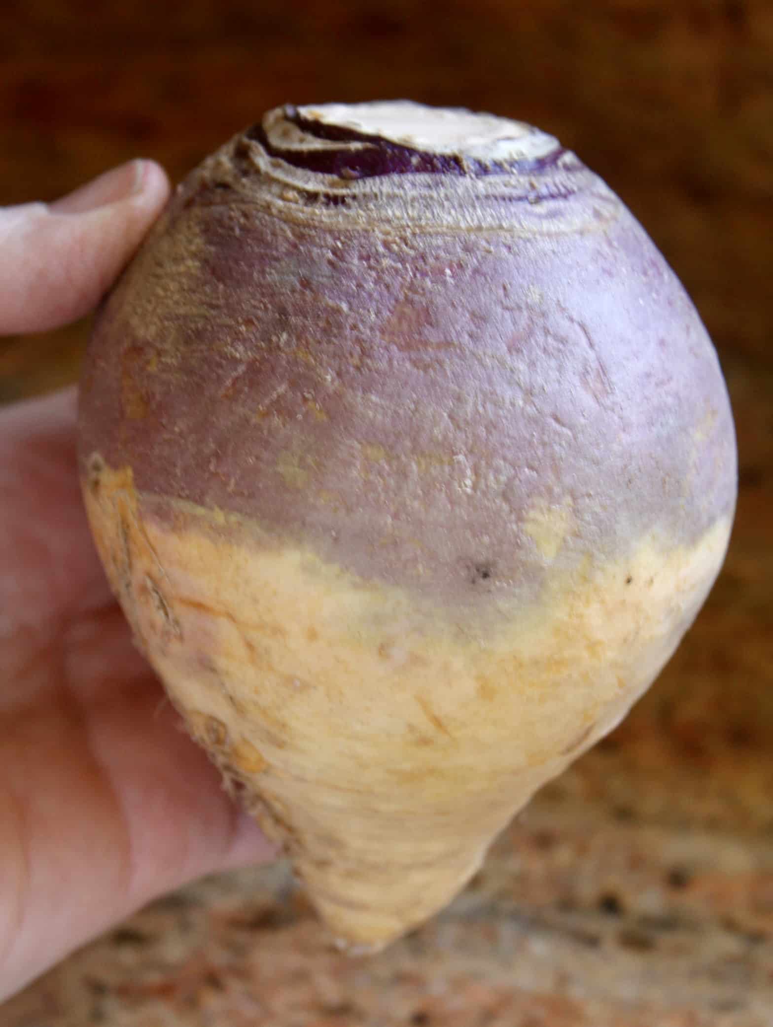 a typical rutabaga/swede