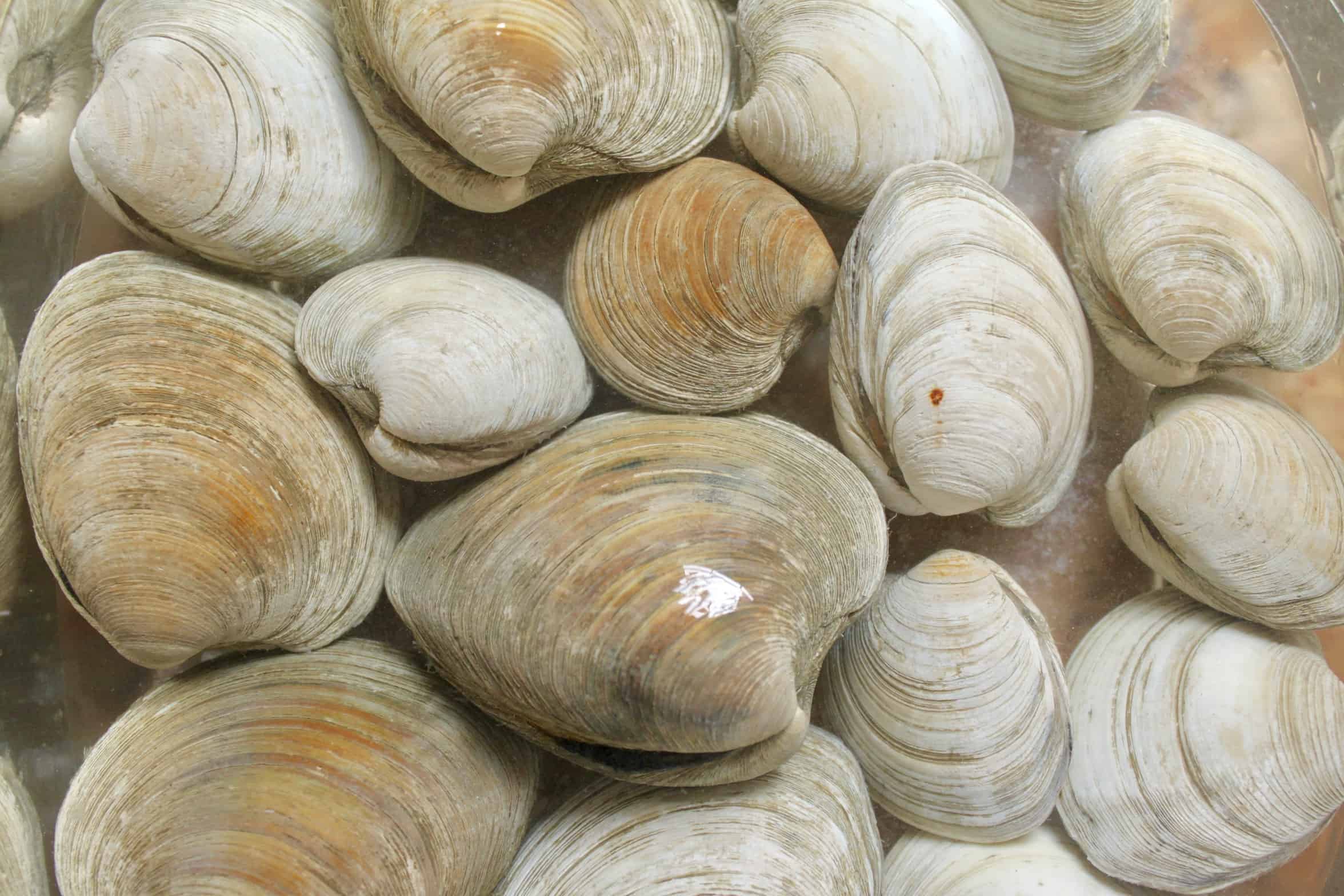 soaking clams