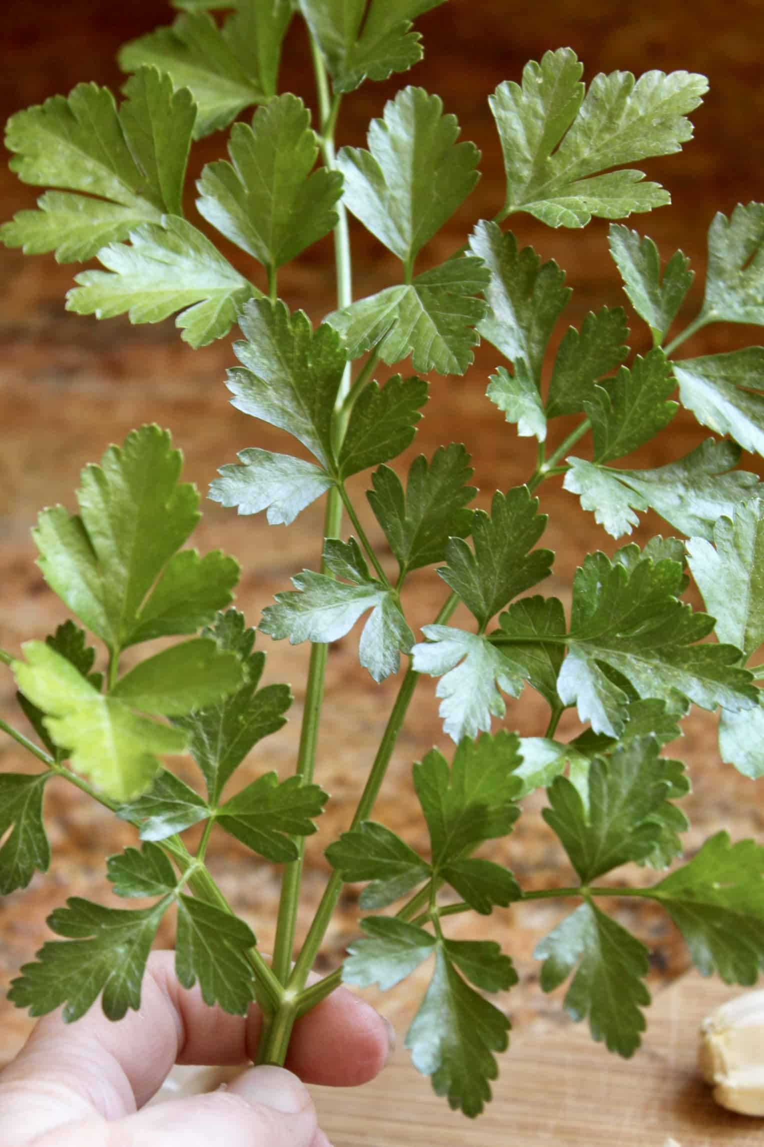 italian parsley