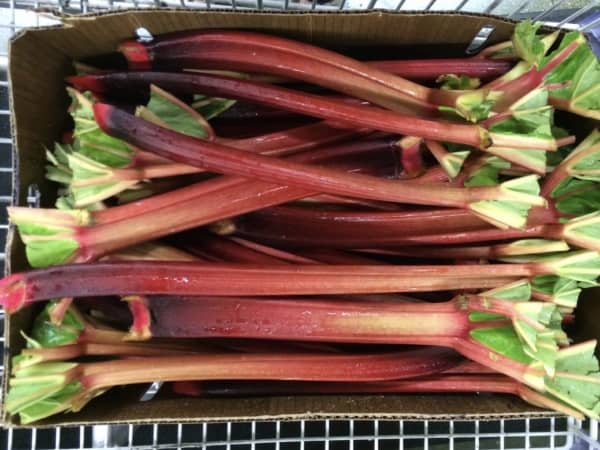 rhubarb stalks in box