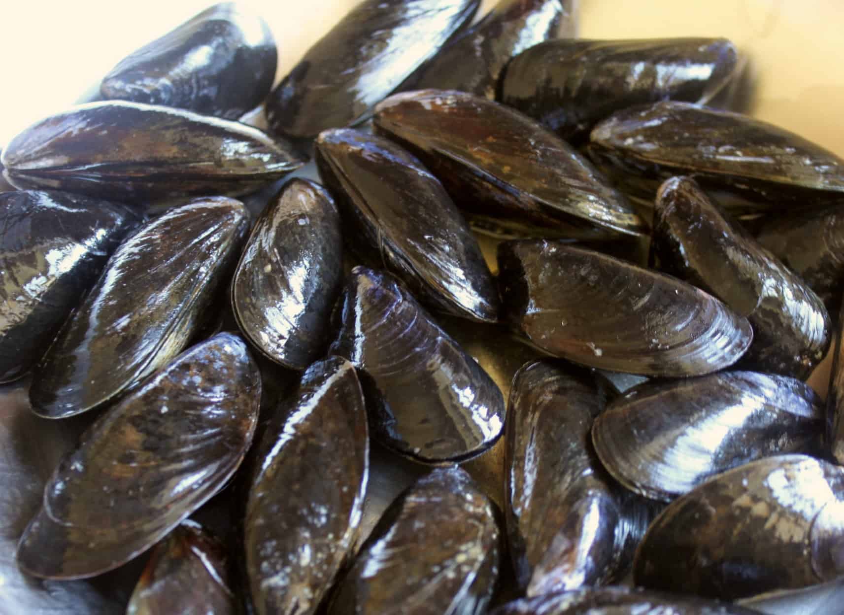 mussels