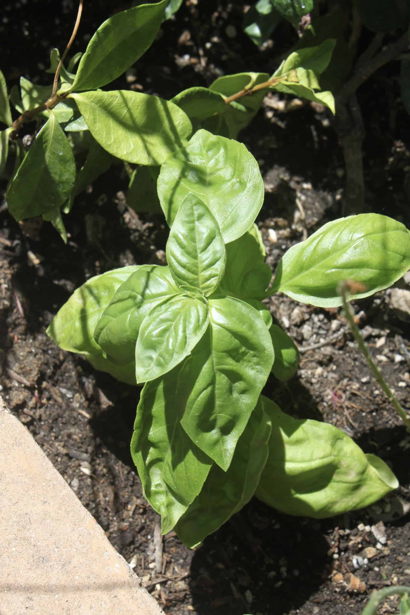 new basil plant from cutting