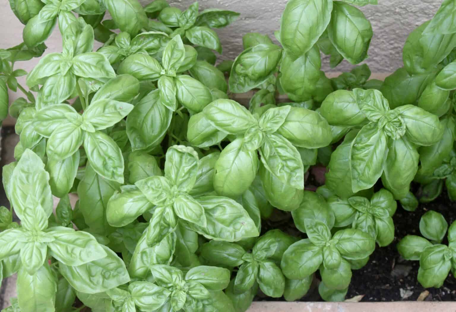 How to Freeze Basil (Fresh Basil Under Oil) Christina's Cucina