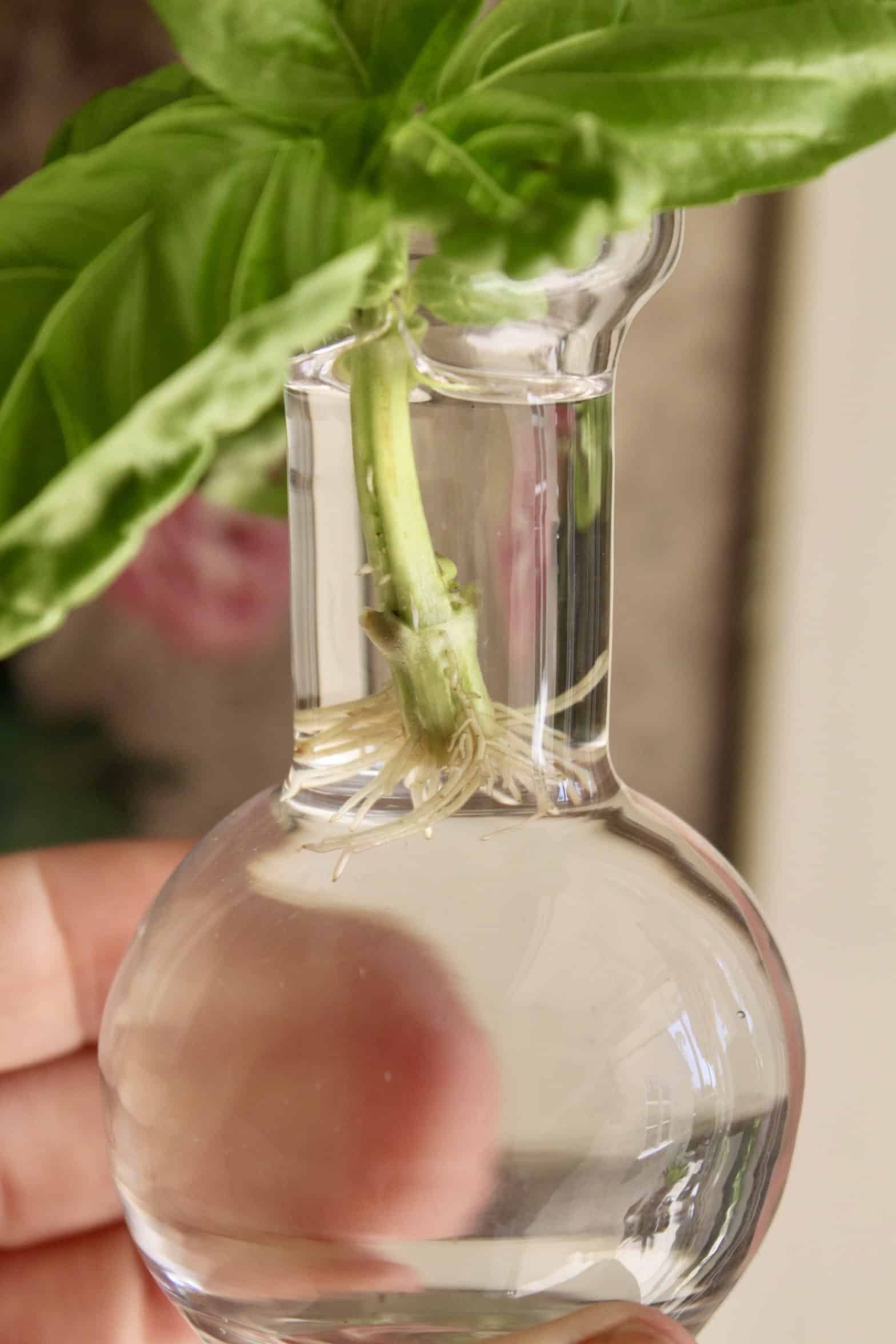 rooting herb in a small vase