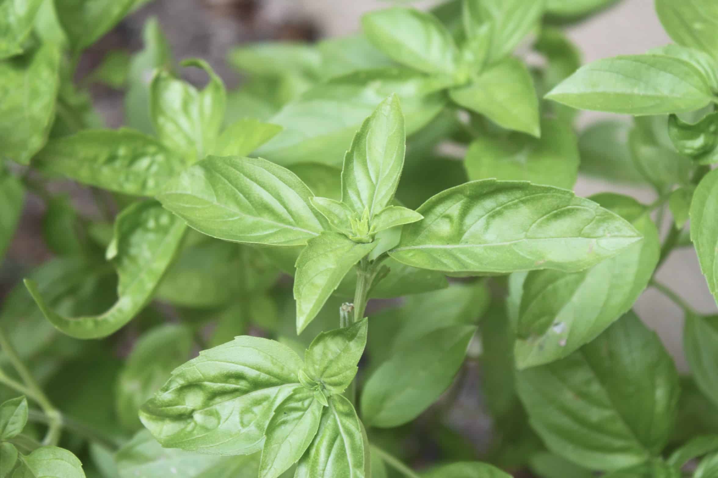 Genovese Basil