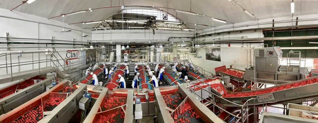 Ciao Italian tomatoes factory making best quality canned tomatoes