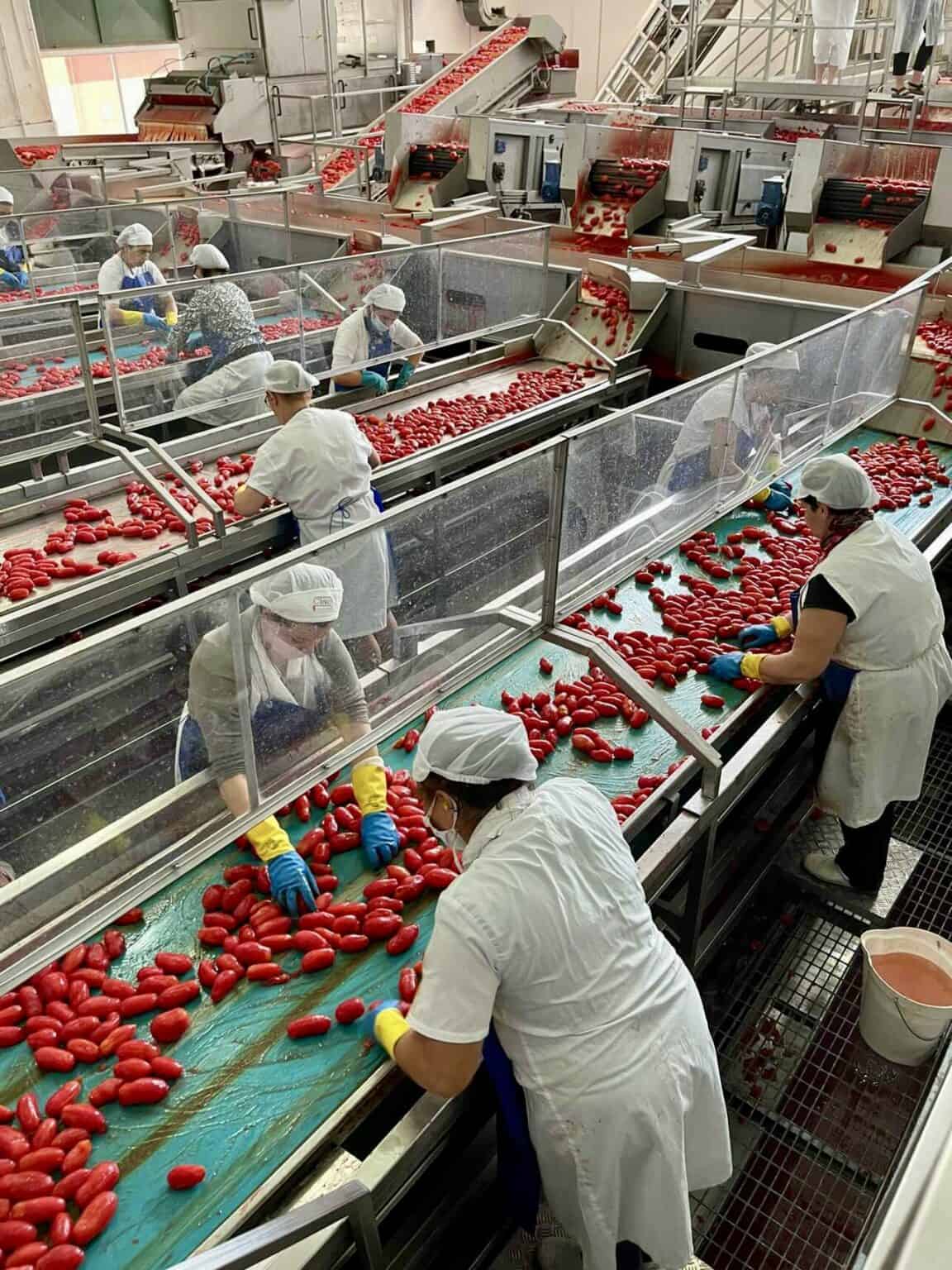 The Best Quality Canned Tomatoes are Italian (A Tomato Factory Tour in Italy) Christina's Cucina