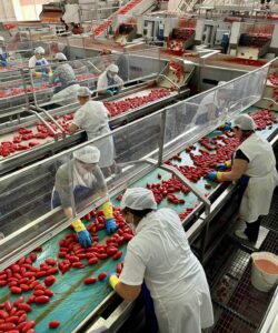 ladies working at the Ciao tomato factory