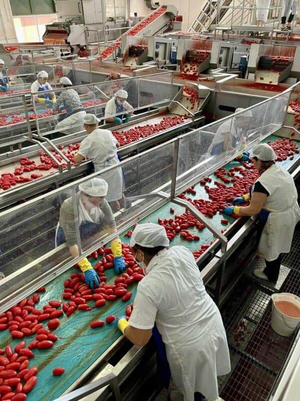 processing the best quality canned tomatoes 