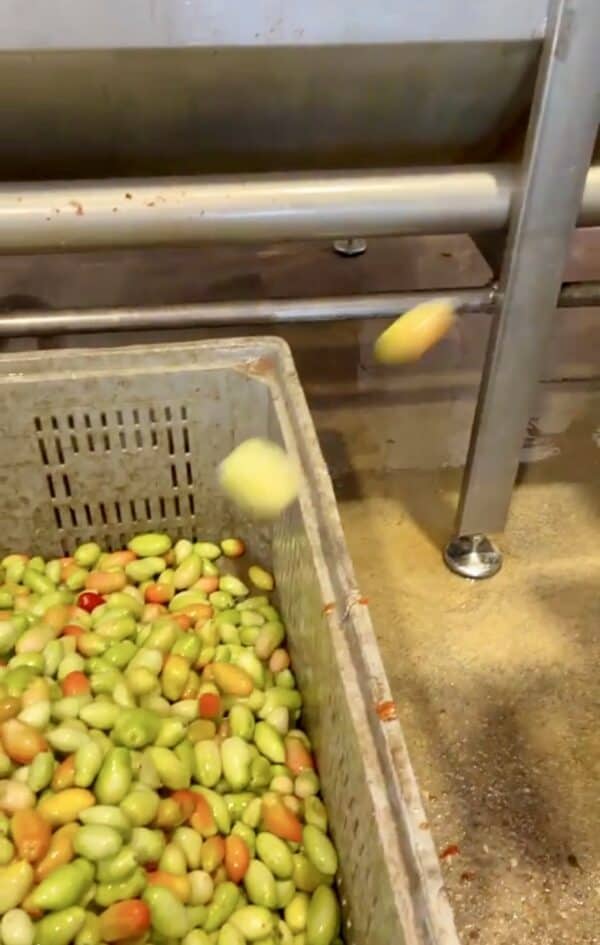 reject tomatoes in a bin reject tomatoes in a bin