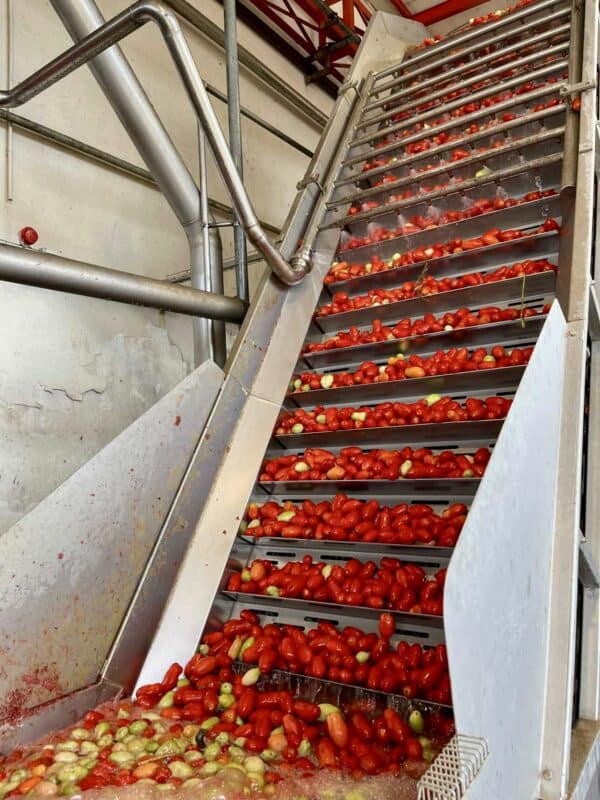 production of canned tomatoes
