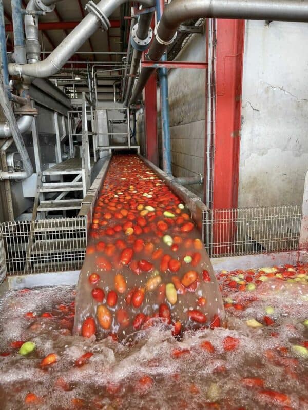 Ciao tomato factory washing fruit