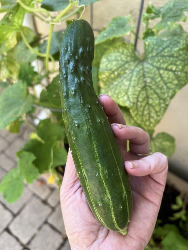 homegrown cucumber