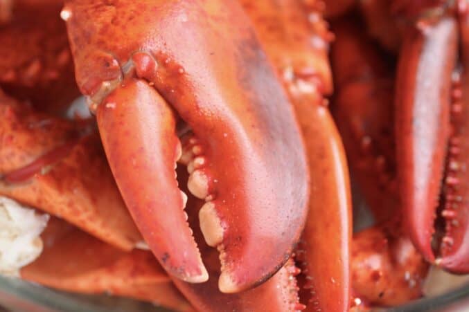 lobster claws