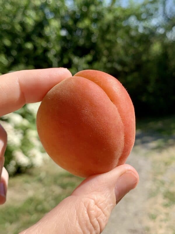 handheld apricot