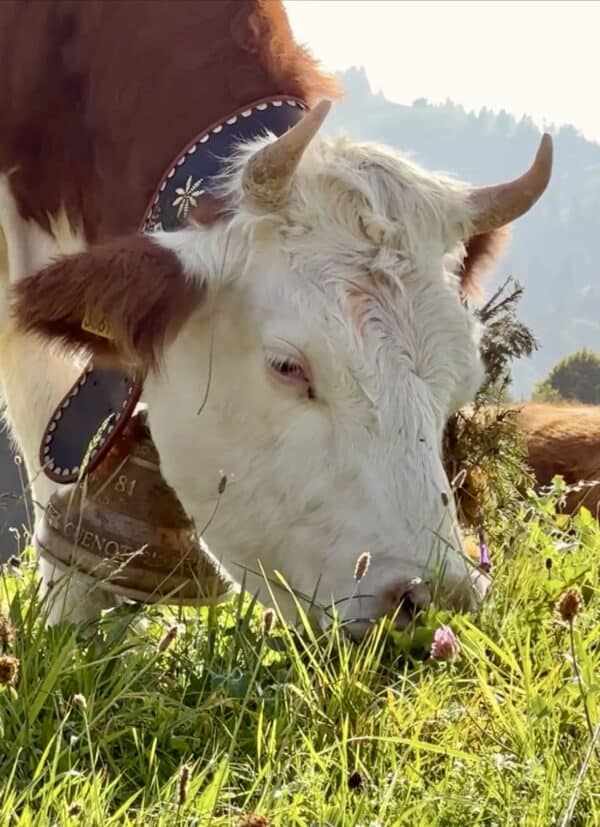 A cow eating grass in Gruyères