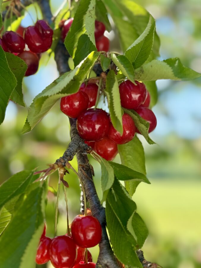 cherries on a tree