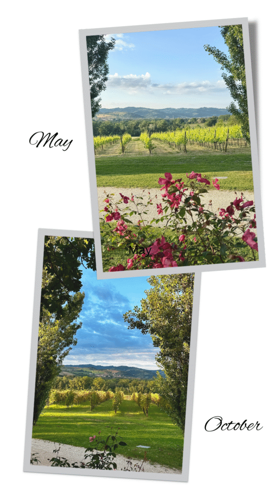 May October collage Urbino Resort