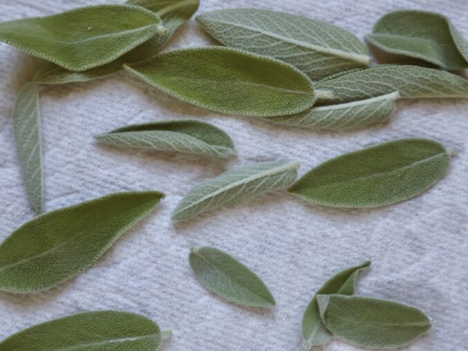 fresh sage leaves