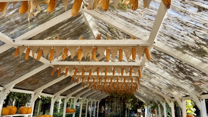 corn hanging from a ceiling