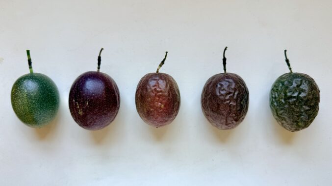 passion fruit ripeness visual