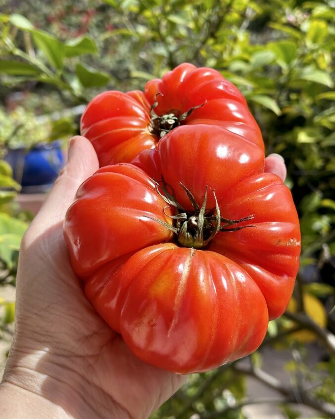 Brandywine tomatoes handheld